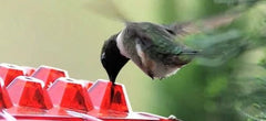 Elegant outdoor hummingbird feeder with ant protection